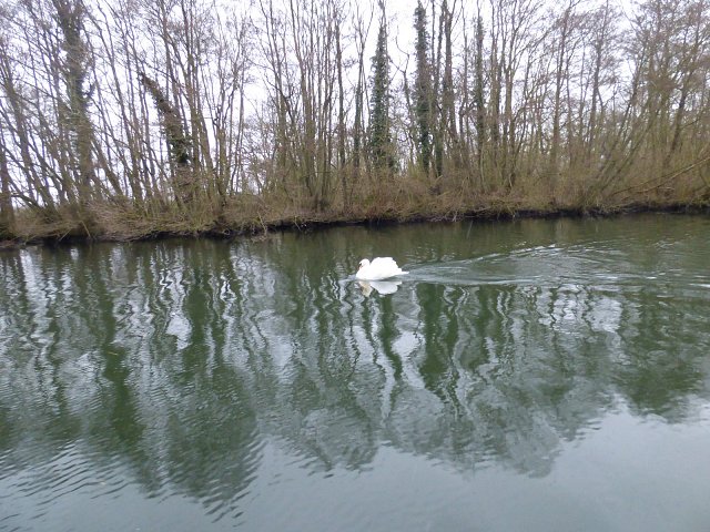 swan on water next to river bank