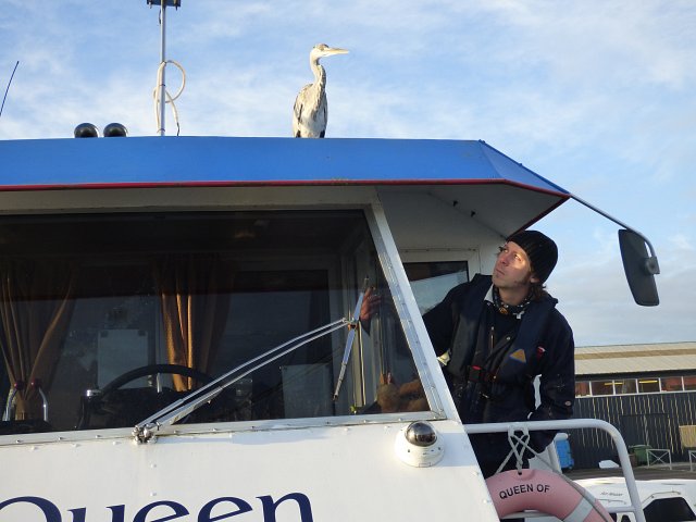 close up pf heron standing on top of queen of the broads passenger trip boat with man on deck peering up at it