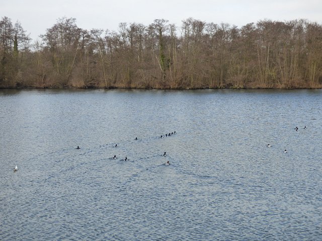 pochard tufted and gadwall ducks swimming together on water towards bank