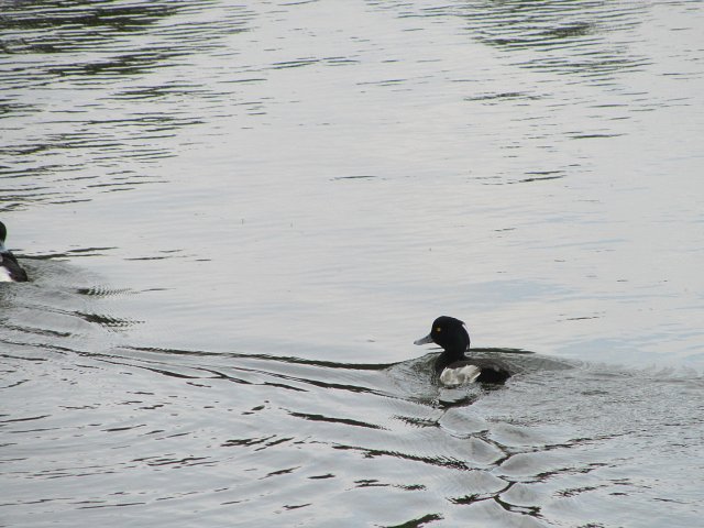 tufted duck on the water swimming away from camera