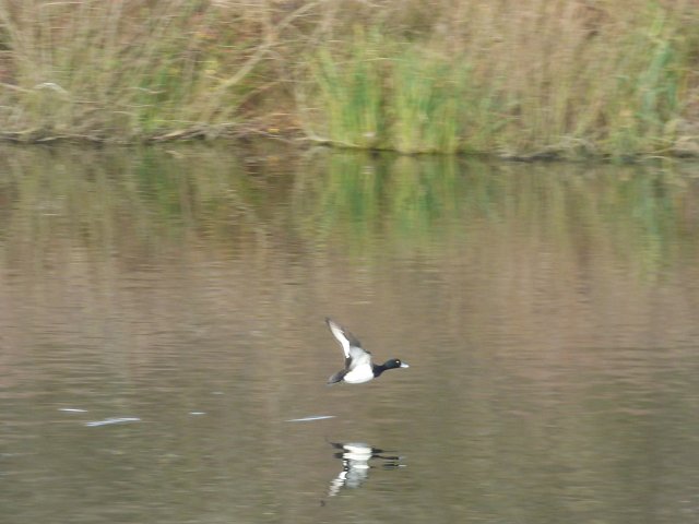 tufted duck fliying close to water with reflection