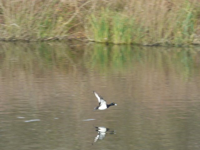 tufted duck fliying close to water with reflection 