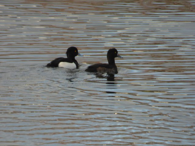 two tufted ducks on the water