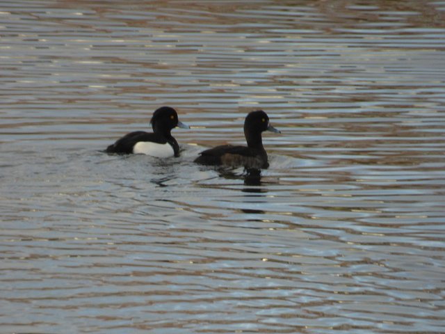 two tufted ducks on the water