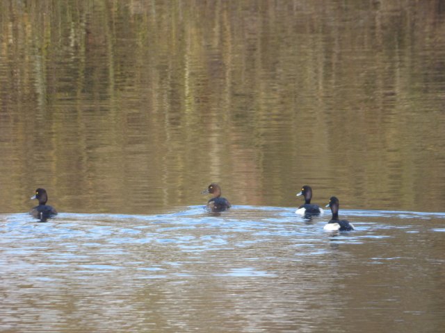 4 tufted ducks swimming towards bank