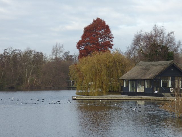 water fowl swimming next to bank with small hut