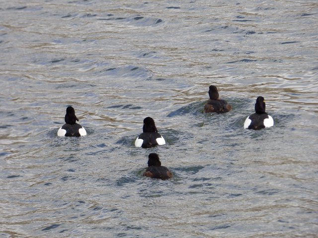 5 tufted ducks swimming together on water away from camera