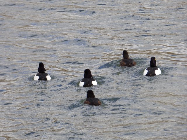 5 tufted ducks swimming together on water away from camera