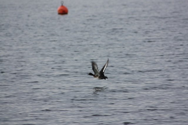 tufted duck flying over the surface of the water