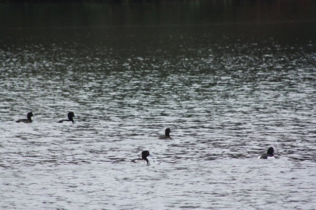 tufted ducks on the water