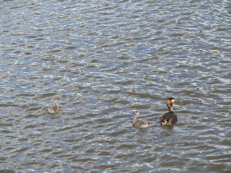 great crested grebe on water with two grebelets