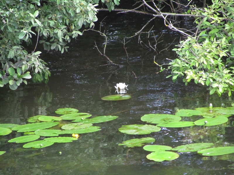 white water lillies