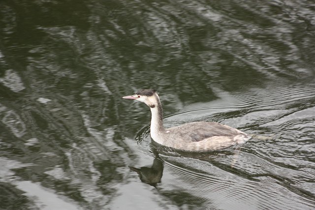 great crested grebe on the water stretching its neck out