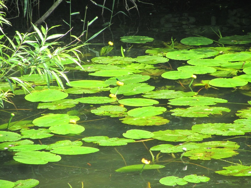 yellow water lillies