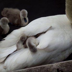 norfolk broads baby swans