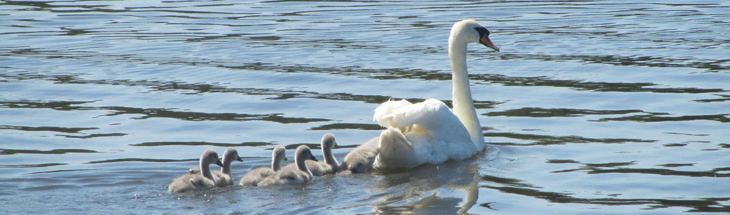 Broads Wildlife Blog