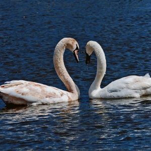 swans on norfolk broads