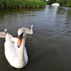 family of swans on broads