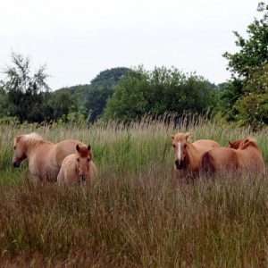 ponies on the broads