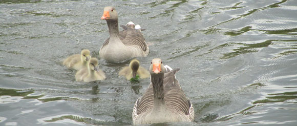 norfolk broads goose