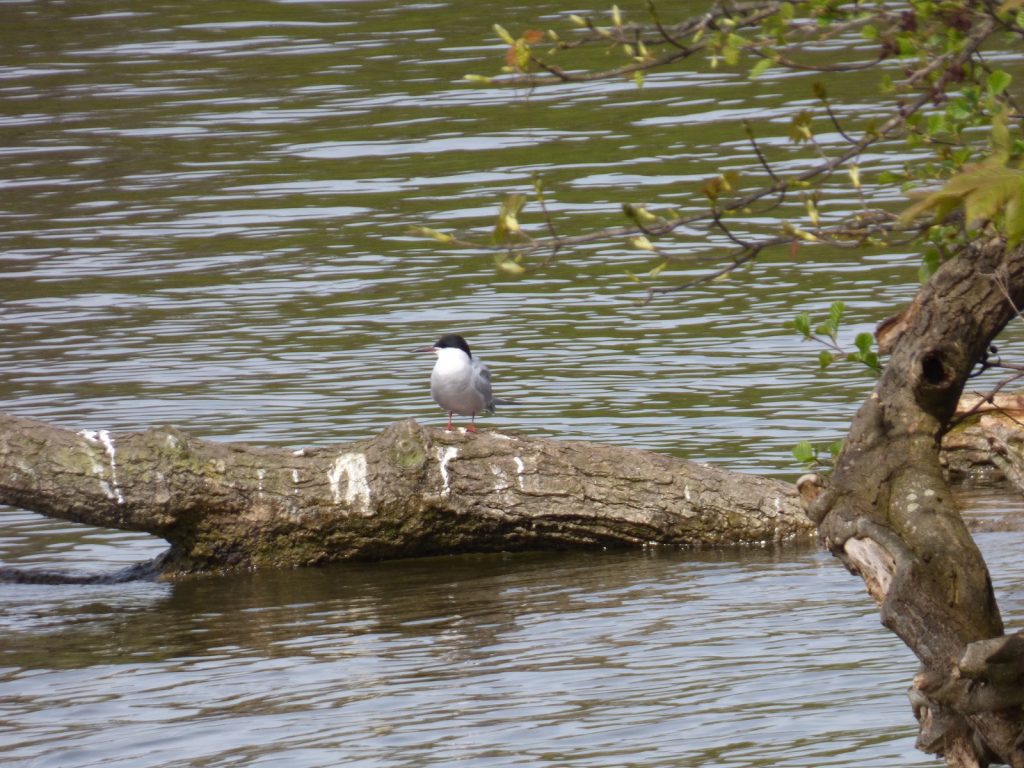 common tern standing on a branch partially submerged in water