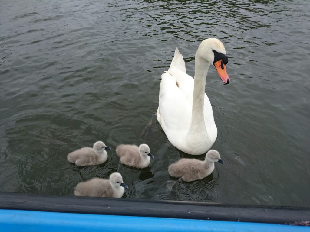 Adult swan with 4 cygnets on the water