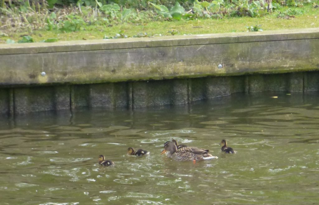 mallard duck in water with 4 ducklings