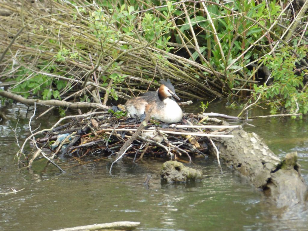 grebe sitting on a nest