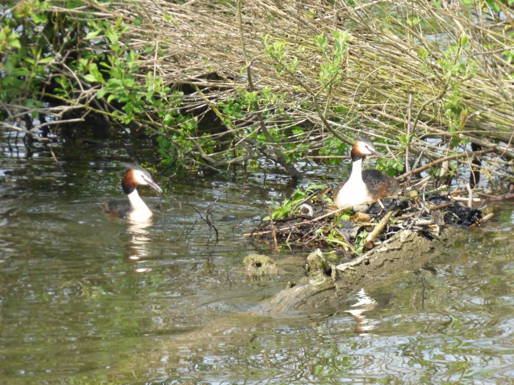 two grebes one sitting on a nest the other one is one the water with twigs in its mouth swimming towards the nest