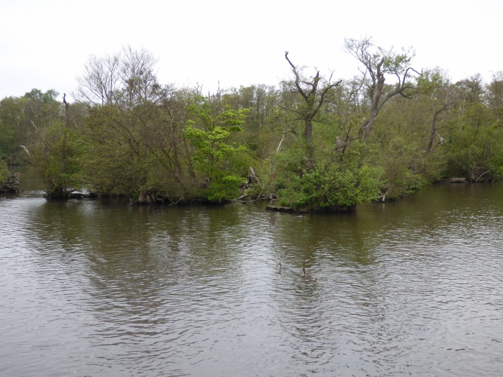 two grebes swimming towards a tree lined bank