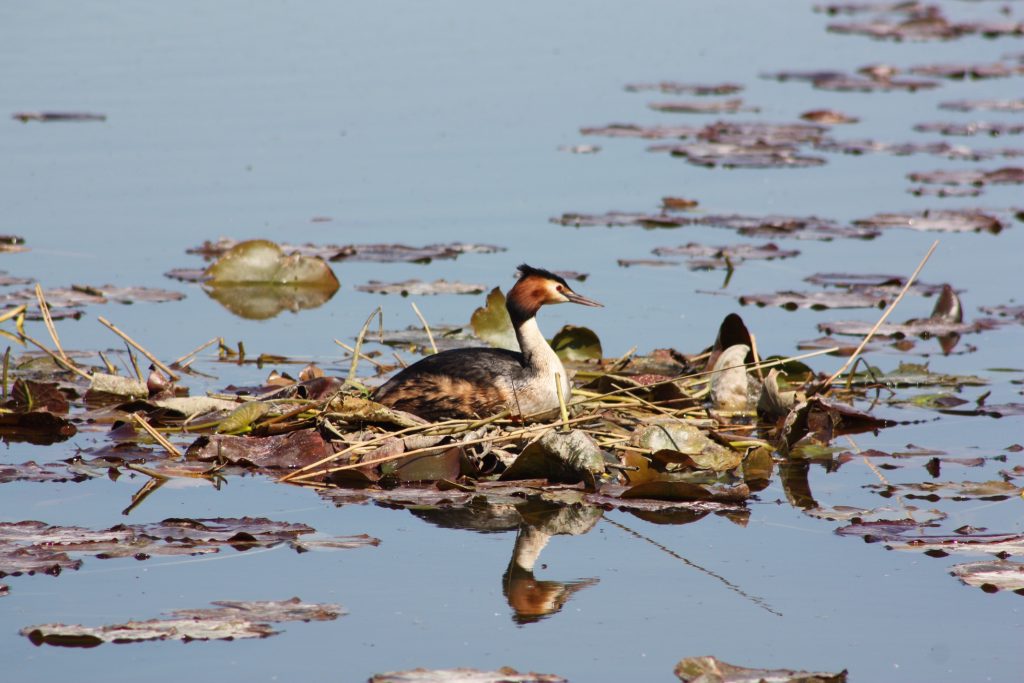 grebe sitting on a floating nest