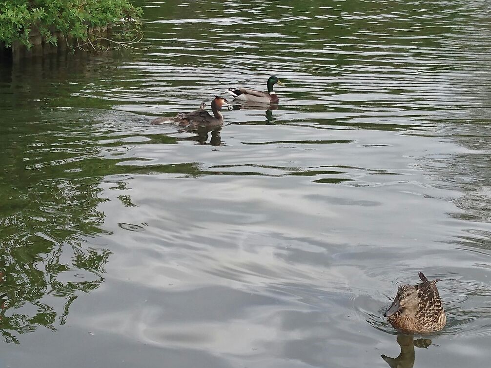 grebe and two ducks on the water