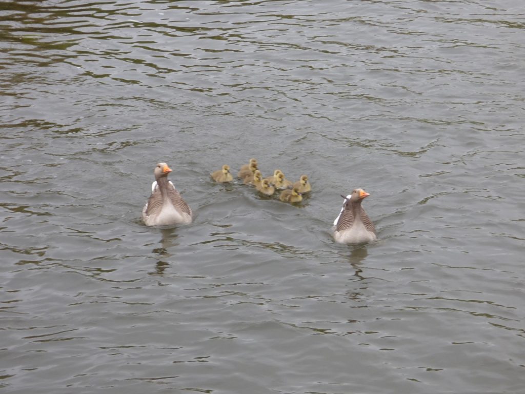 two greylag geese on the water flanking 9 goslings