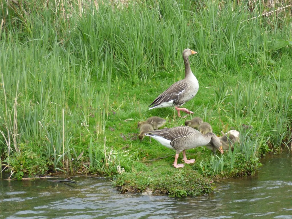 two greylag geese standing on river bank with 5 goslings