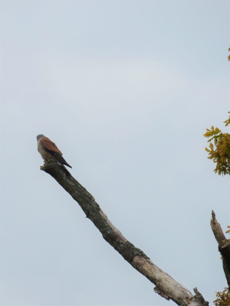 kestrel standing on top of a stark branch