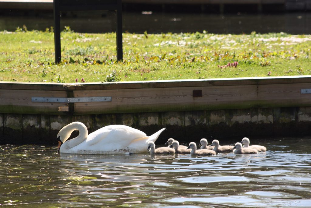 Adult swan with 8 cygnets on the water