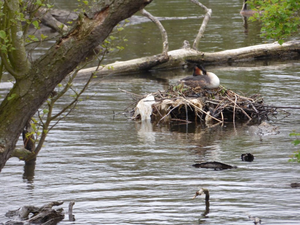 grebe sitting on a nest below a tree branch