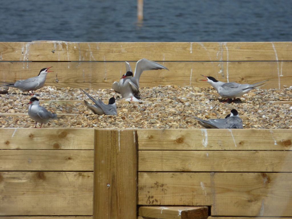 common terns standing on nesting platform