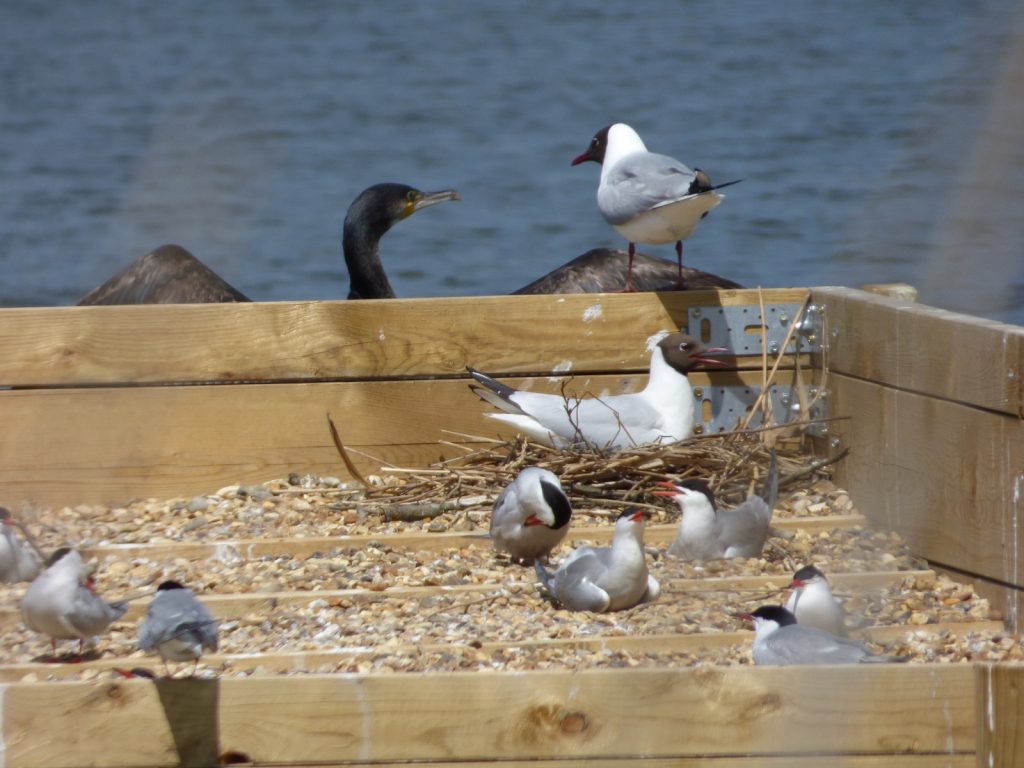 black headed gulls and comorant on nesting platform