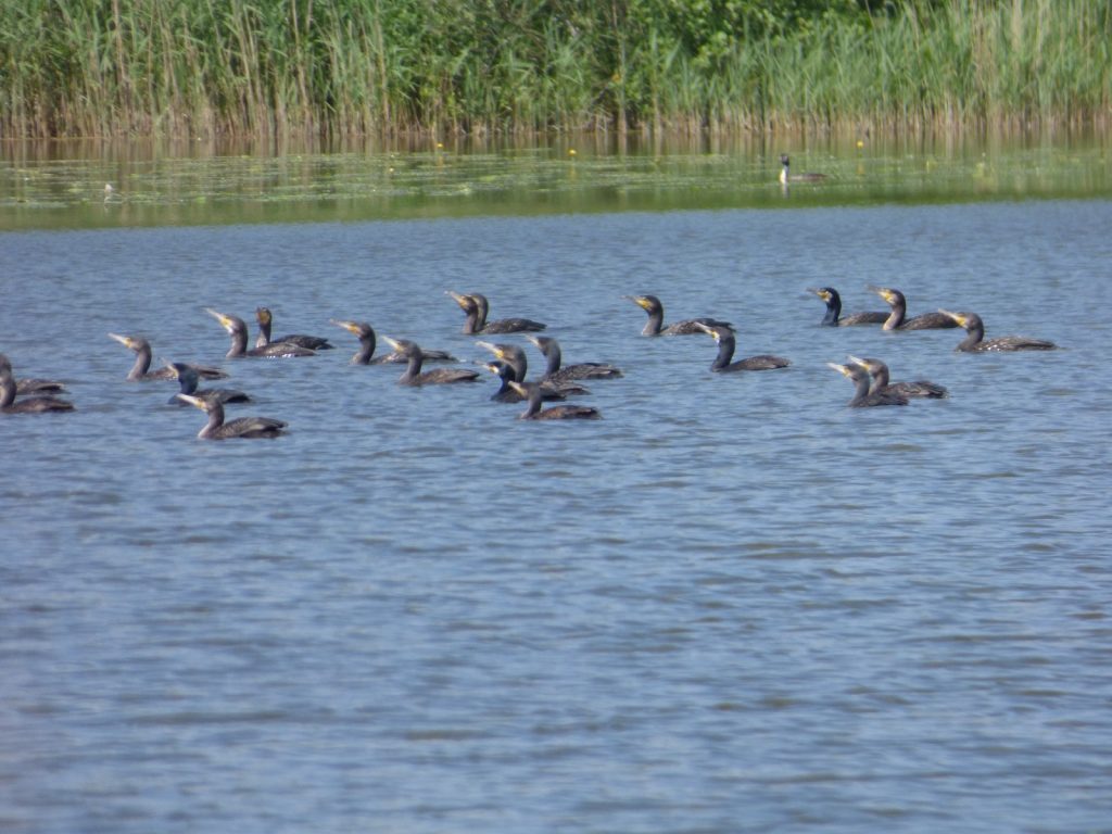 multiple comorants swimming