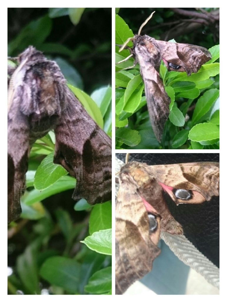 3 images of hawk eyed moth