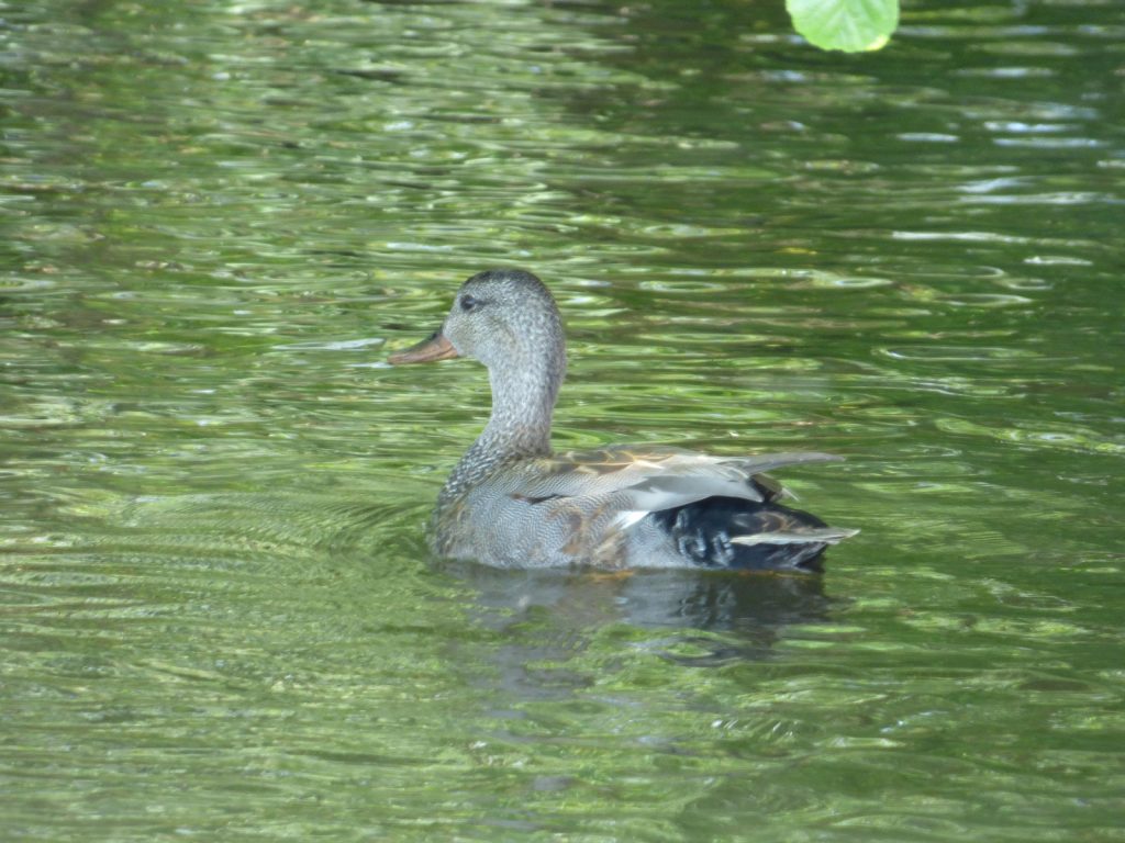 gadwall duck on the water