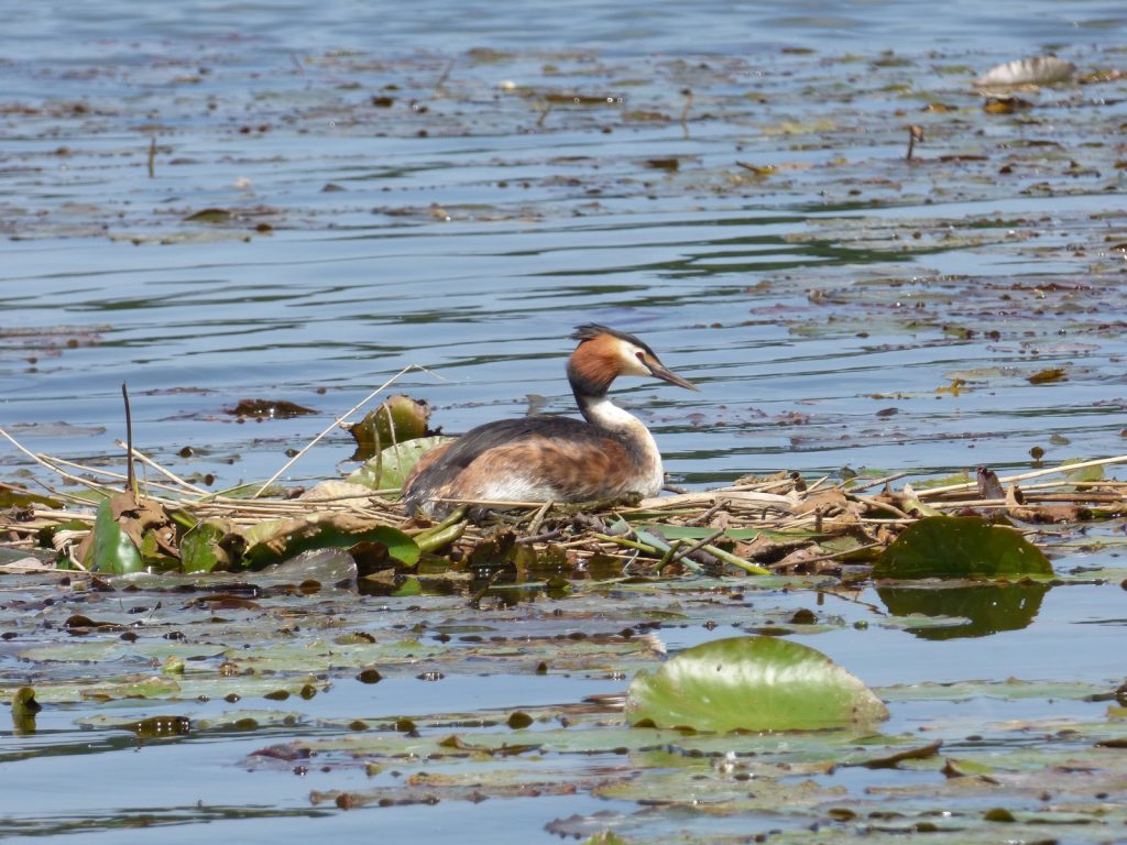 grebe sitting on a nest on the water