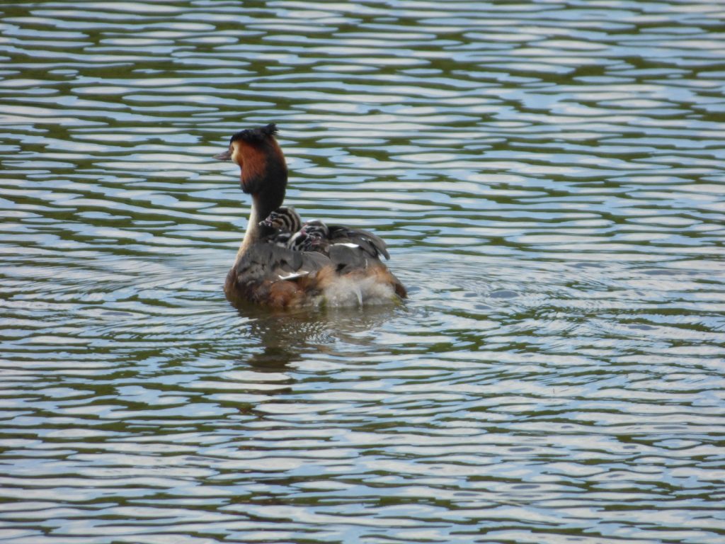 grebe swimming with grebelets on back