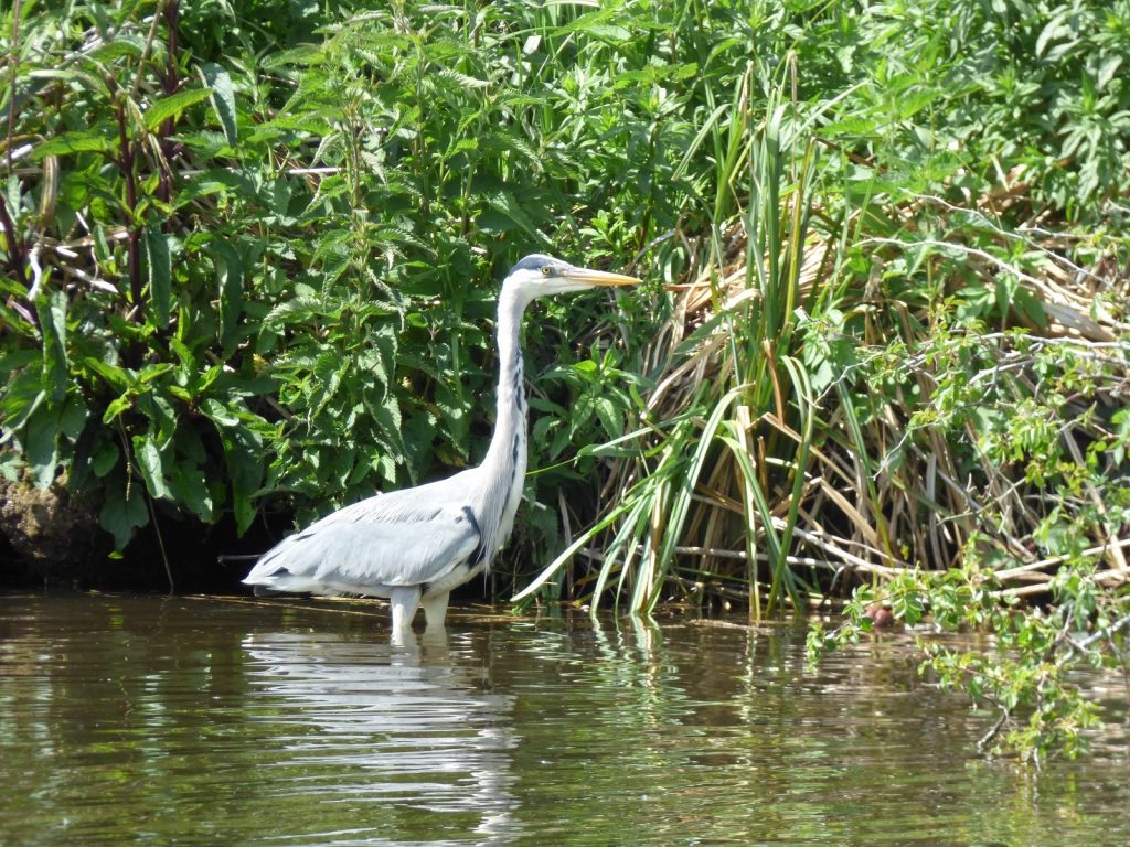 heron standing in water up to body next to bank