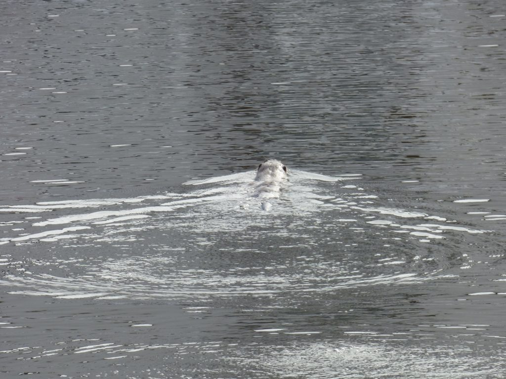 otter swimming away from camera