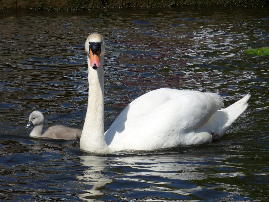 swan looking at the camera with one cygnet