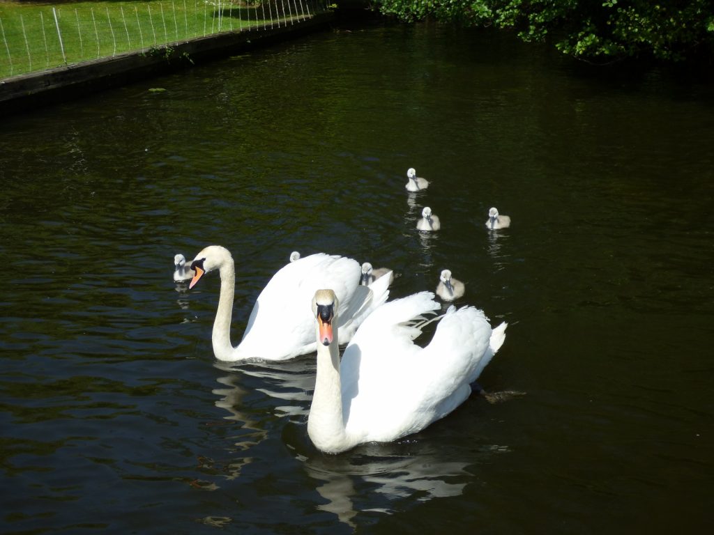 two swans with 8 cygnets