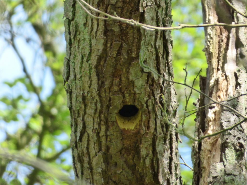 tree with woodpecker hole