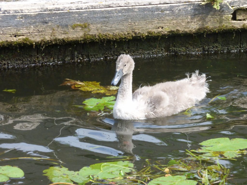 cygnet swimming close to bank with lily pads